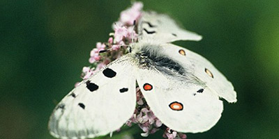 Butterfly & Flower tour in Terelj National Park