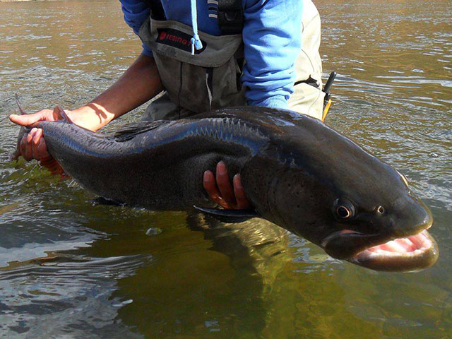 Read more about the article Taimen tour at Chuluut river & Ugii lake