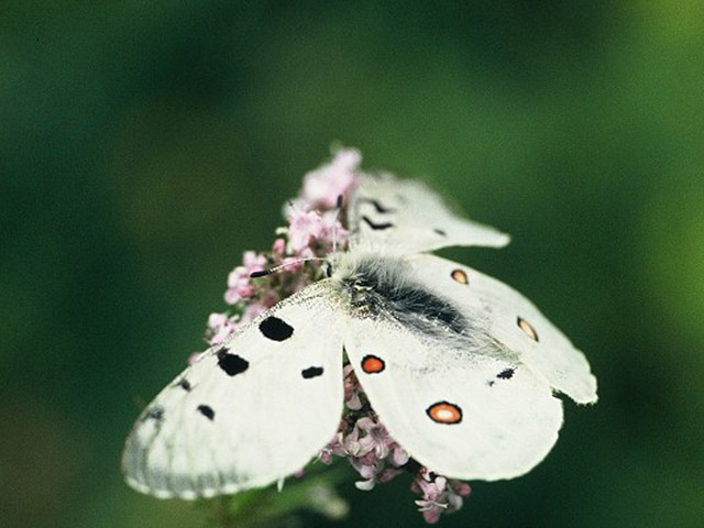 Read more about the article Butterfly & Flower tour in Terelj National Park