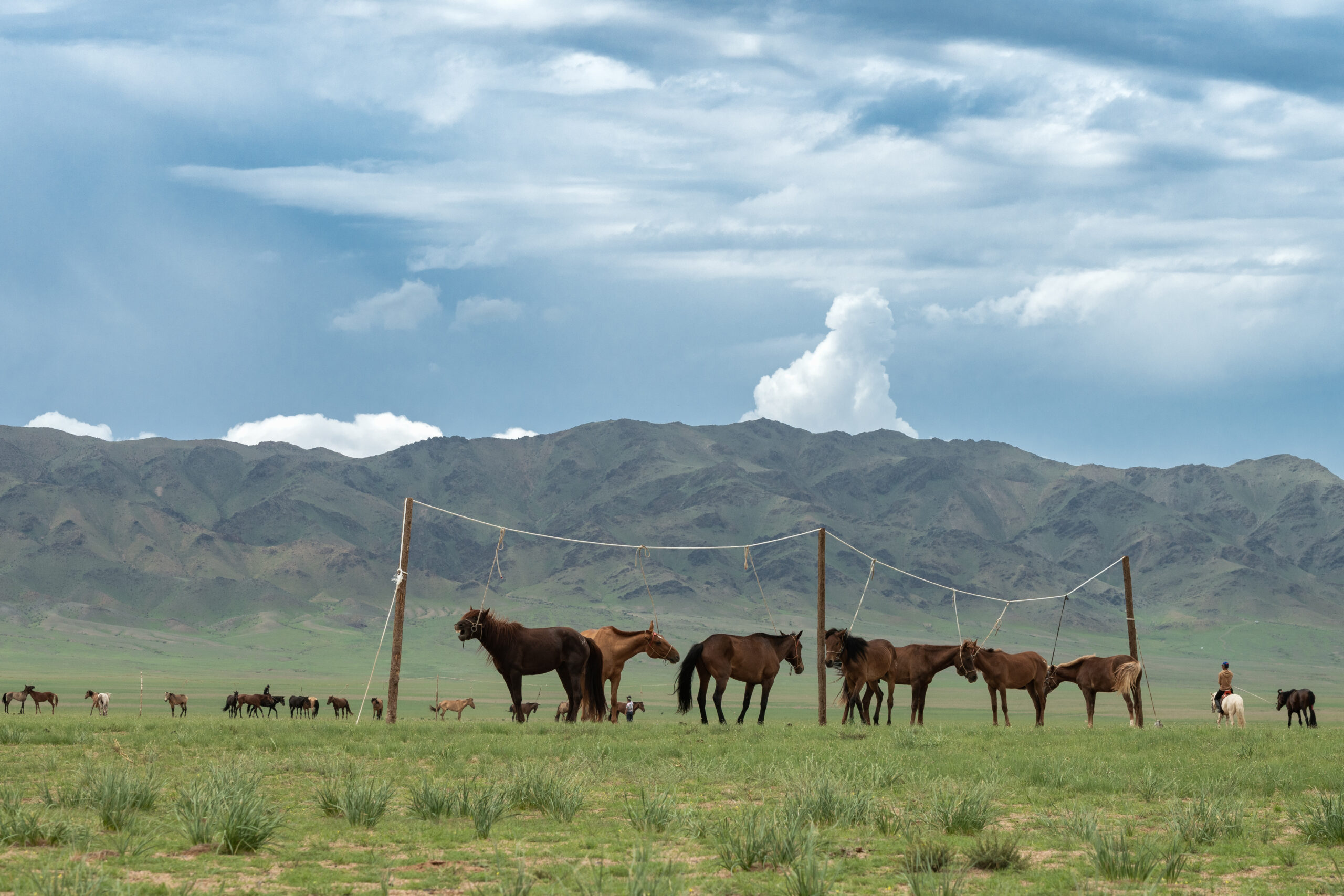 _DSC3264 - Ц.Наранбат